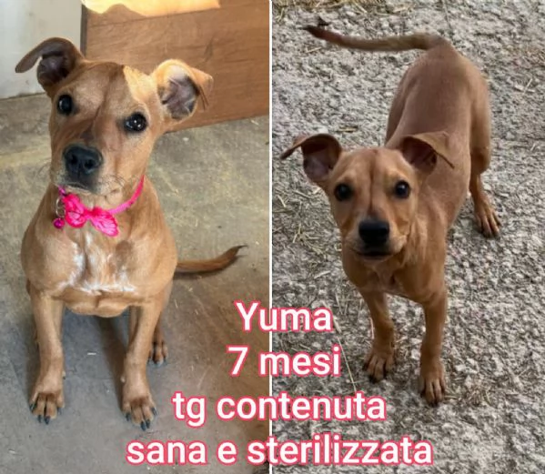 Cuccioli di 3 mesi! Taglie medie! | Foto 6