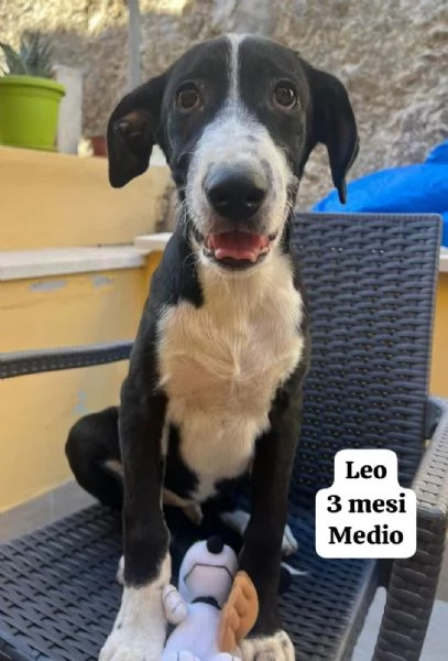 Cuccioli di 3 mesi! Taglie medie! | Foto 6