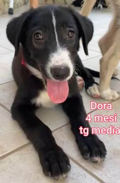 Cuccioli di 3 mesi! Taglie medie! | Foto 5