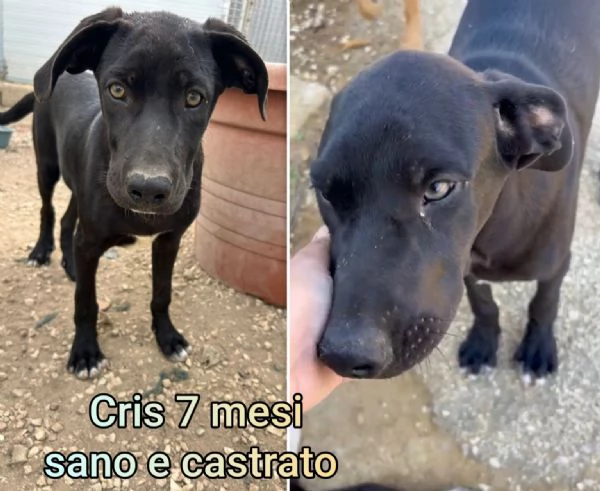 Cuccioli di 3 mesi! Taglie medie! | Foto 5