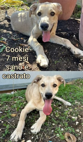 Cuccioli di 3 mesi! Taglie medie! | Foto 4