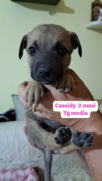 Cuccioli di 3 mesi! Taglie medie!