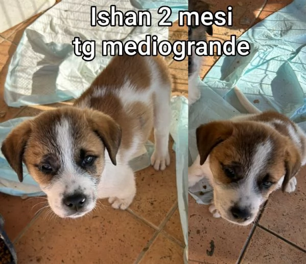 Cuccioli di 3 mesi! Taglie medie! | Foto 3