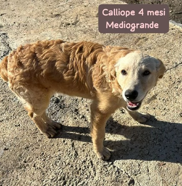 Cuccioli di 3 mesi! Taglie medie! | Foto 2