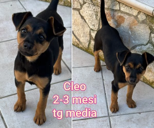 Cuccioli di 3 mesi! Taglie medie!