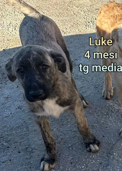 Cuccioli di 3 mesi! Taglie medie! | Foto 1