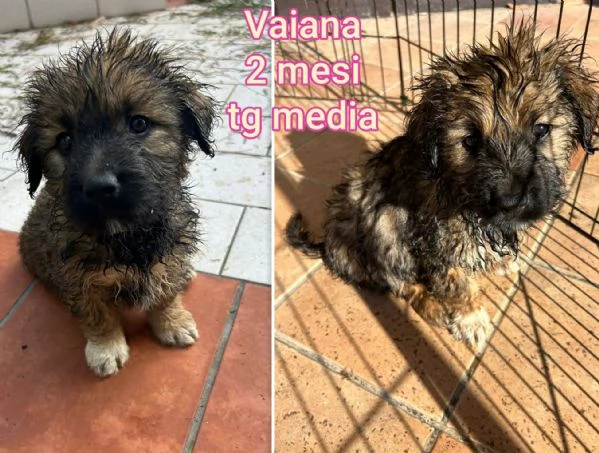 Cuccioli di 3 mesi! Taglie medie! | Foto 1