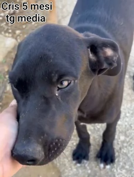 Cuccioli di 3 mesi! Taglie medie! | Foto 1