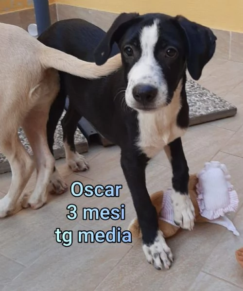 Cuccioli di 3 mesi! Taglie medie! | Foto 0