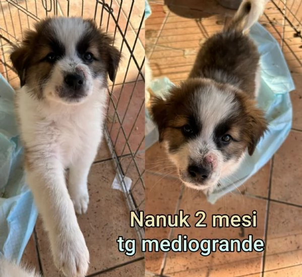 Cuccioli di 3 mesi! Taglie medie! | Foto 0