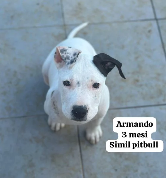 2 mesi. Aiutate questi cuccioli  | Foto 6