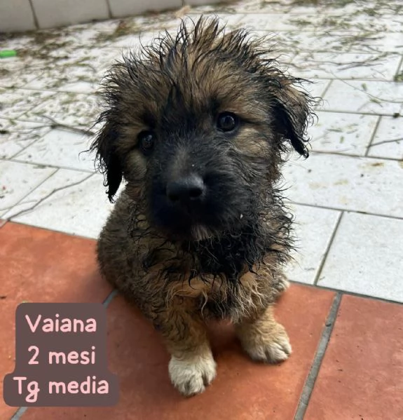 2 mesi. Aiutate questi cuccioli 