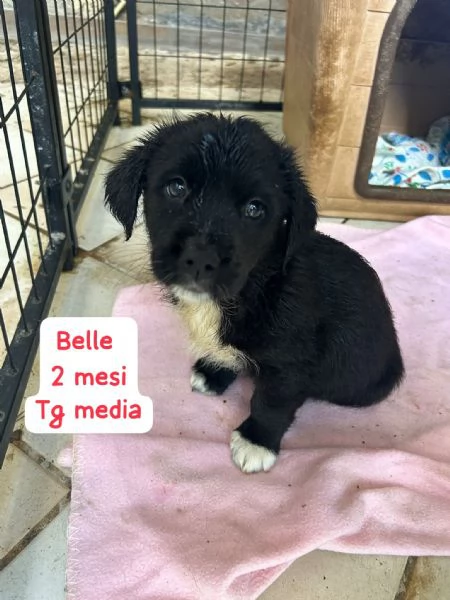 2 mesi. Aiutate questi cuccioli  | Foto 4