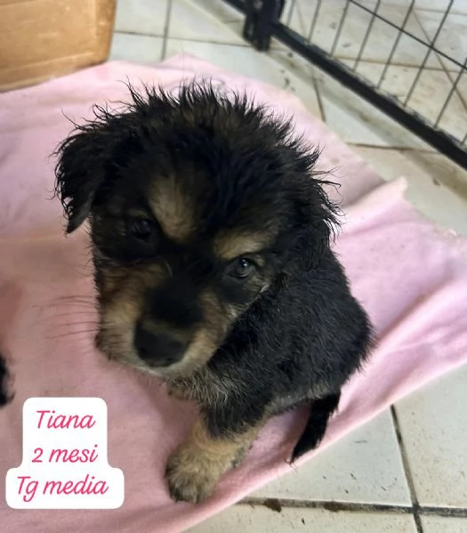 2 mesi. Aiutate questi cuccioli  | Foto 3