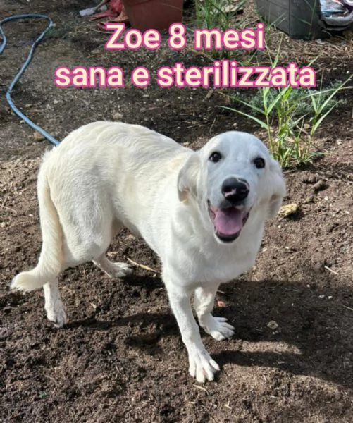 2 mesi. Aiutate questi cuccioli  | Foto 1