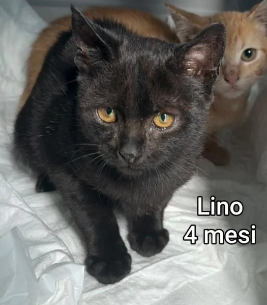 MIAO. MICINI DAI 60 GIORNI