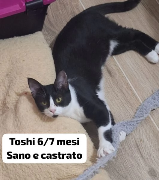 MIAO. MICINI DAI 60 GIORNI | Foto 1