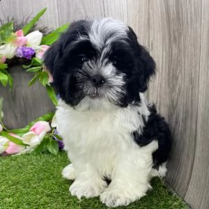    regalo shih-tzu  toy