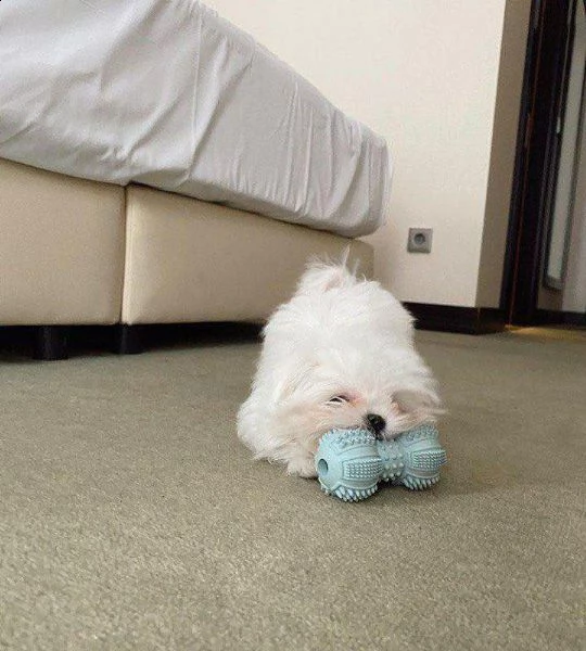 cuccioli maltesi registrati per il reinserimento splendidi cuccioli maltesi piccoli in adozione. mol | Foto 1