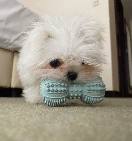 cuccioli maltesi registrati per il reinserimento splendidi cuccioli maltesi piccoli in adozione. mol