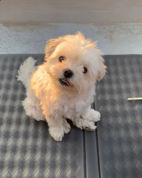 cuccioli maltesi ben socializzati per la tua bella famiglia ho due bellissimi cuccioli di maltese te | Foto 0