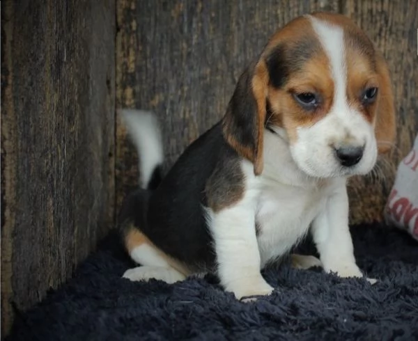 cuccioli di beagle in adozione