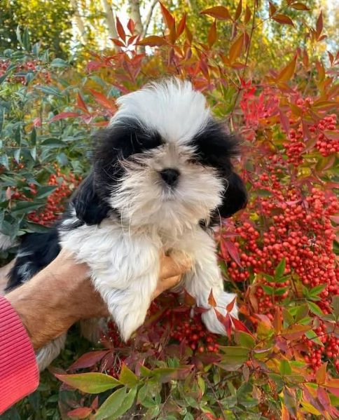 regalo bellissimi cuccioli allevati shih-tzu, colore bianco e nero. due e una feminuccia maschietti.