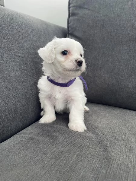 cuccioli maltese toy dai 3 ai 4 mesi  | Foto 0