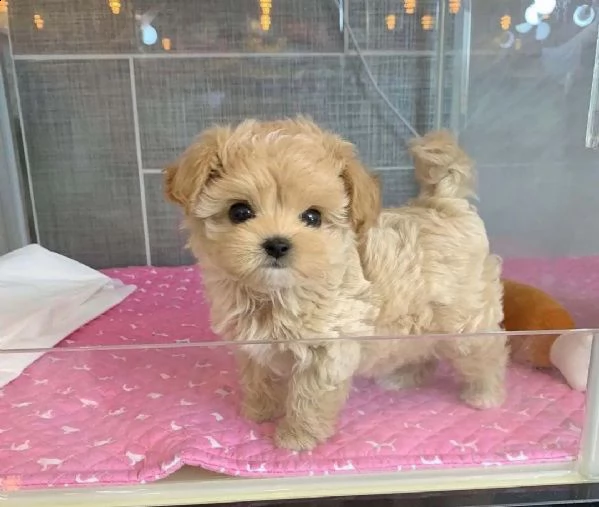 cuccioli di maltipoo in adozione