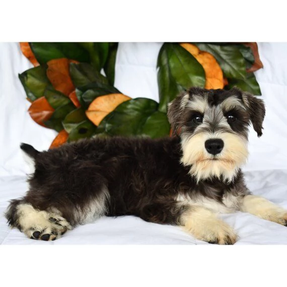 Regalo adorabili cuccioli Schnauzer femminucce e maschietti disponibili