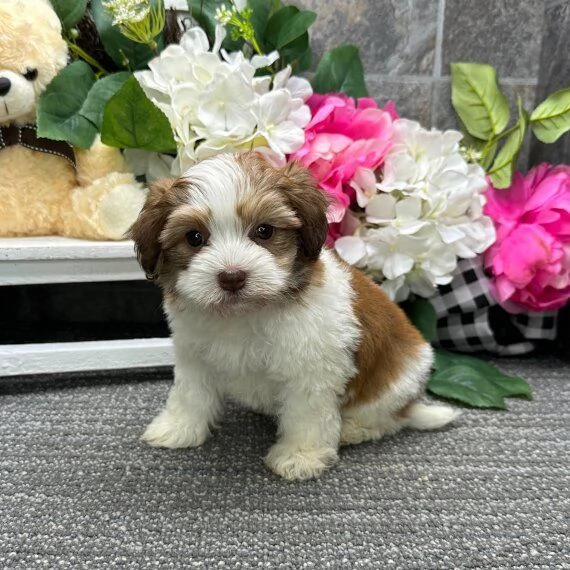 REGALO Cuccioli dolce e bella Havanese