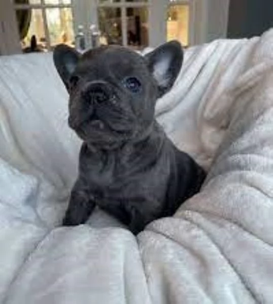 Bouledogue francese cuccioli | Foto 3