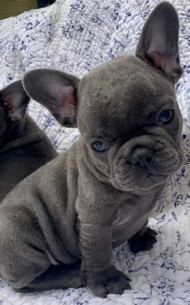 Bouledogue francese cuccioli | Foto 1