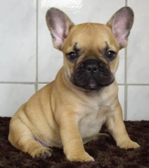 Bouledogue francese cuccioli | Foto 0