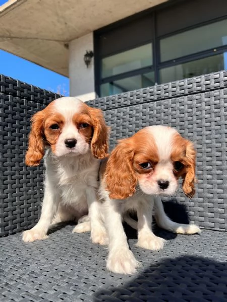 Cavalier King cuccioli | Foto 0