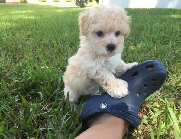 Maltipoo cuccioli | Foto 2