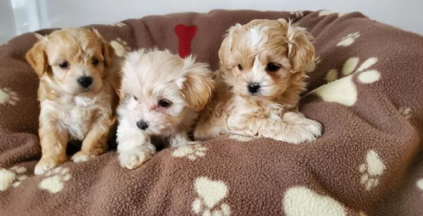 Maltipoo cuccioli