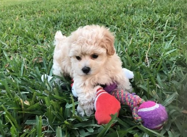 Maltipoo cuccioli | Foto 0