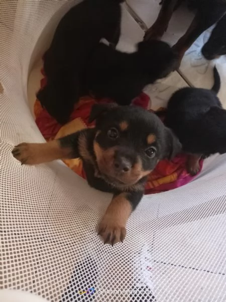 Vendita rottweiler 