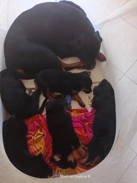 Vendita rottweiler  | Foto 1