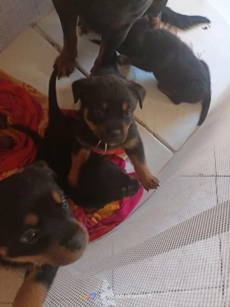 Vendita rottweiler  | Foto 0