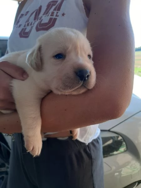 Cuccioli Labrador Retriever con Pedigree