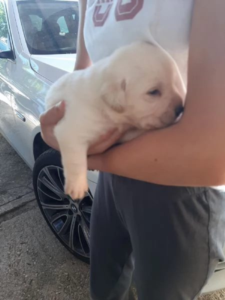 Cuccioli Labrador Retriever con Pedigree | Foto 3