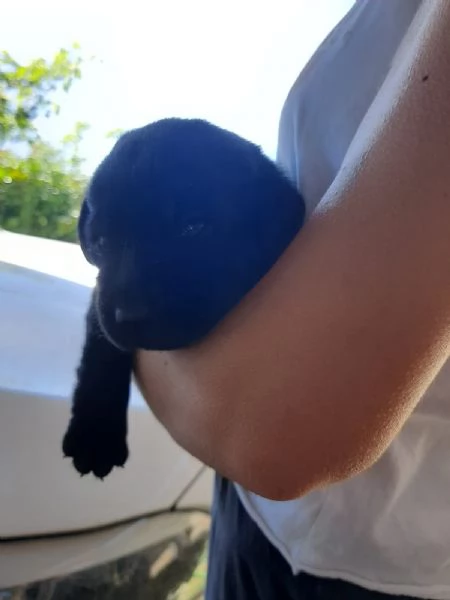 Cuccioli Labrador Retriever con Pedigree | Foto 1