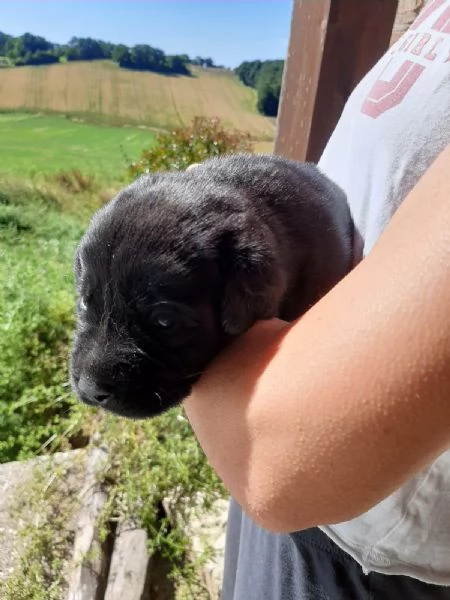 Cuccioli Labrador Retriever con Pedigree | Foto 0