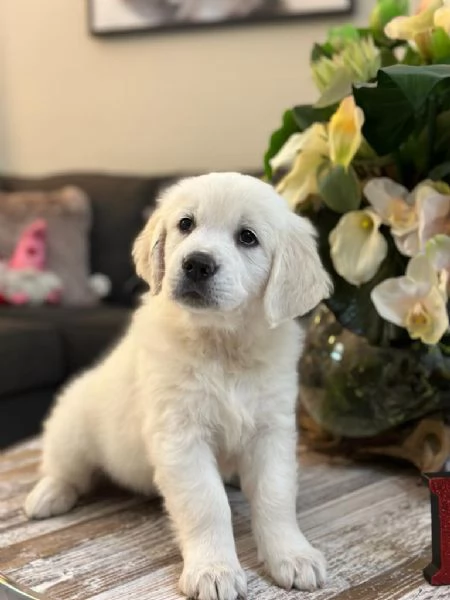 Cuccioli Golden retriever