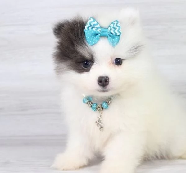 Vendo mini cucciolo di Pomerania Coreano giocattolo