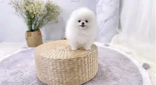 Aiuto alla vendita di cuccioli di Pomerania alla ricerca di una casa per cuccioli di Pomerania