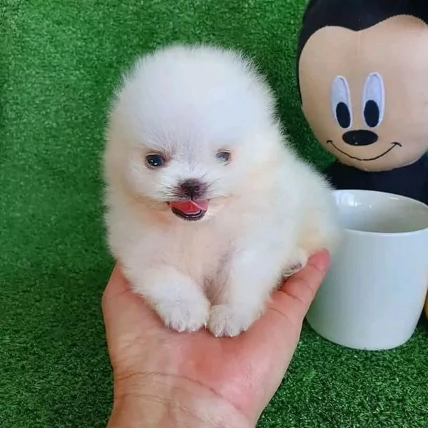 Cerco un cucciolo di Pomerania, cerco un cucciolo di cane di piccola taglia