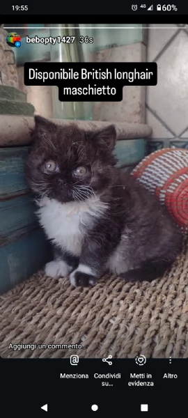 Cucciolo British longhair maschietto 